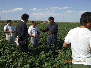 07年到184團(tuán)種植戶試驗(yàn)地.jpg